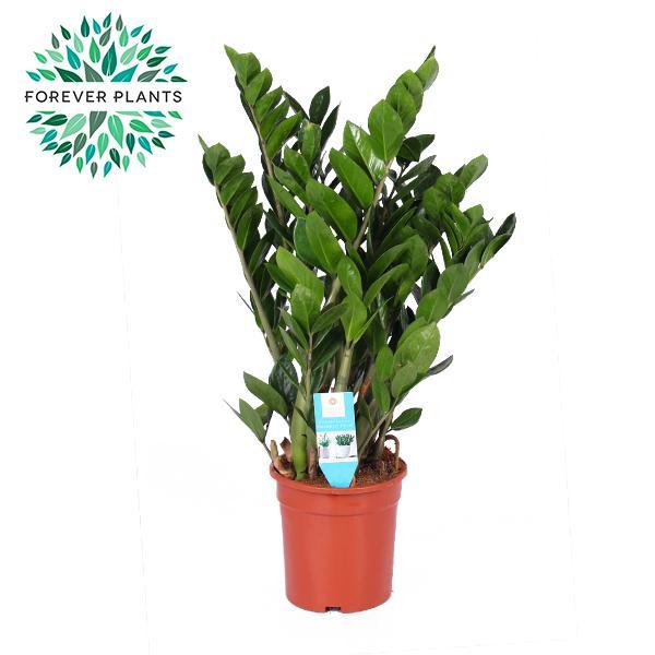 Zamioculcas zamiifolia 95cm - Große pflegeleichte Glücksfeder