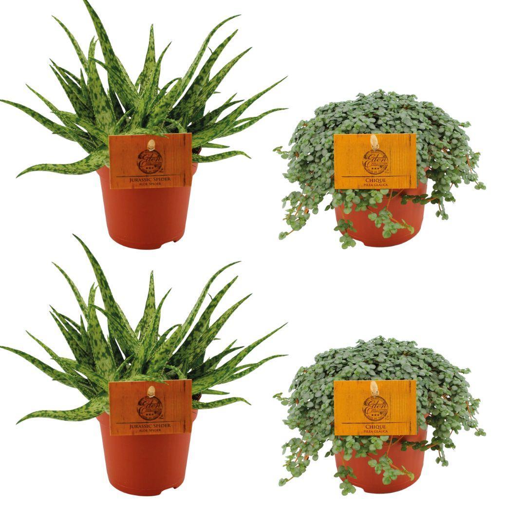  Zimmerpflanzen-Mix Grüne Harmonie - 4er Set mit Aloe Spider und Pilea Glauca