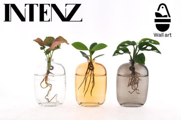 Zimmerpflanzen Mix in Santiago Glas - 3er Set moderne Wanddekoration mit lebenden Pflanzen