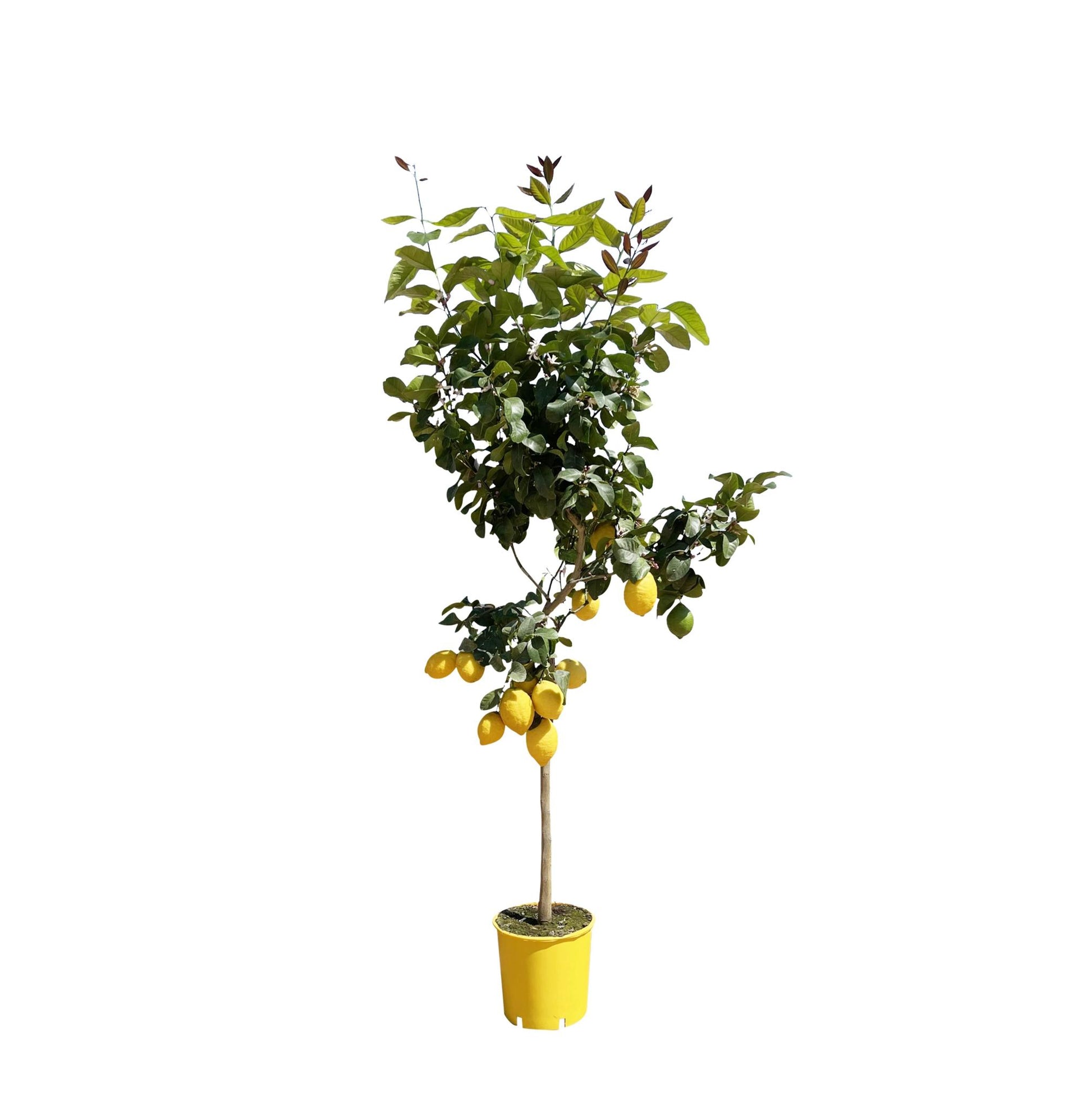 Zitronenbaum Citrus Lemon 180cm - Eleganter mediterraner Zitrusbaum mit Früchten