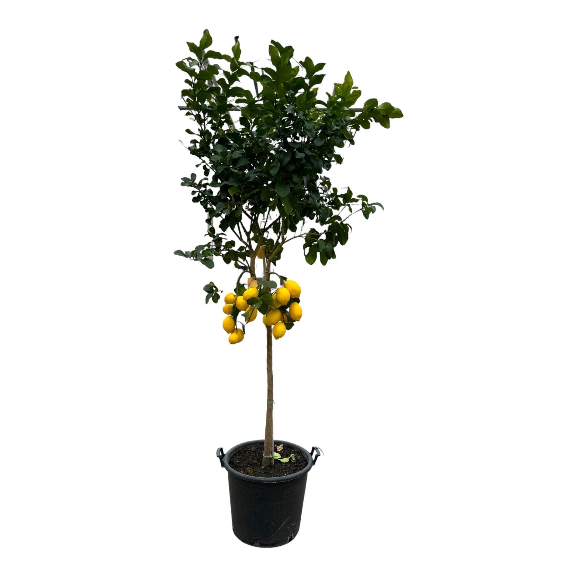 XXL Zitronenbaum Citrus Lemon 260cm - Majestätischer mediterraner Zitrusbaum