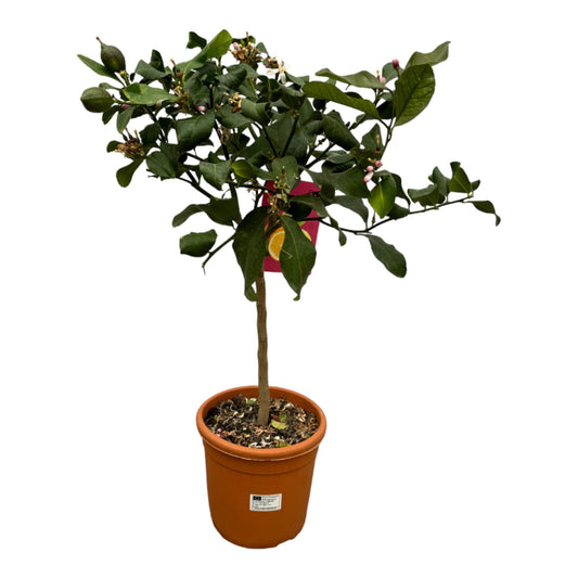 Zitronenbaum Citrus Lemon 80cm - Kompakter mediterraner Zitrusbaum mit Früchten